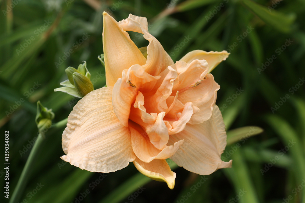 Salmon color./Difficult on a structure the flower of a day lily of