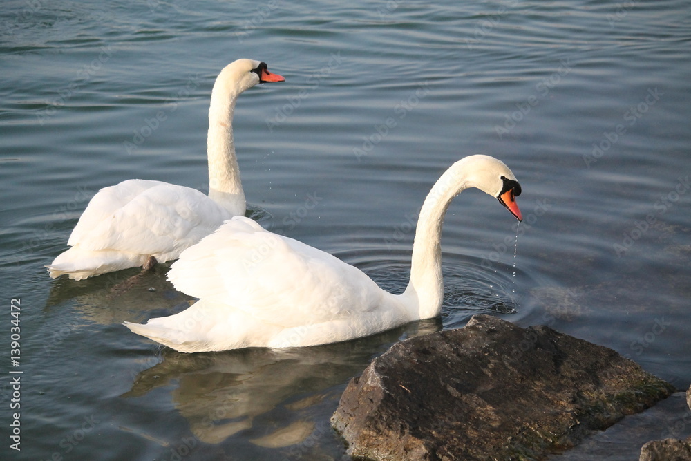 Fototapeta premium Deux cygnes tuberculés ou cygnes muets