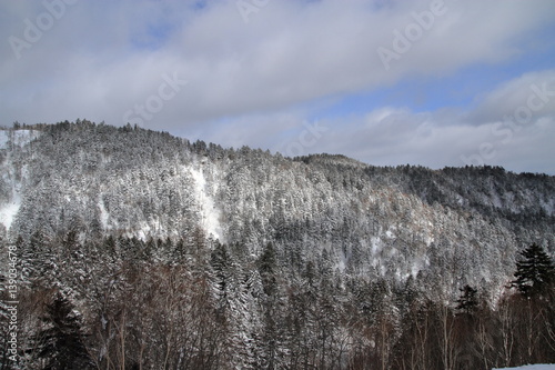 Wild forest of winter in Hokkaido
