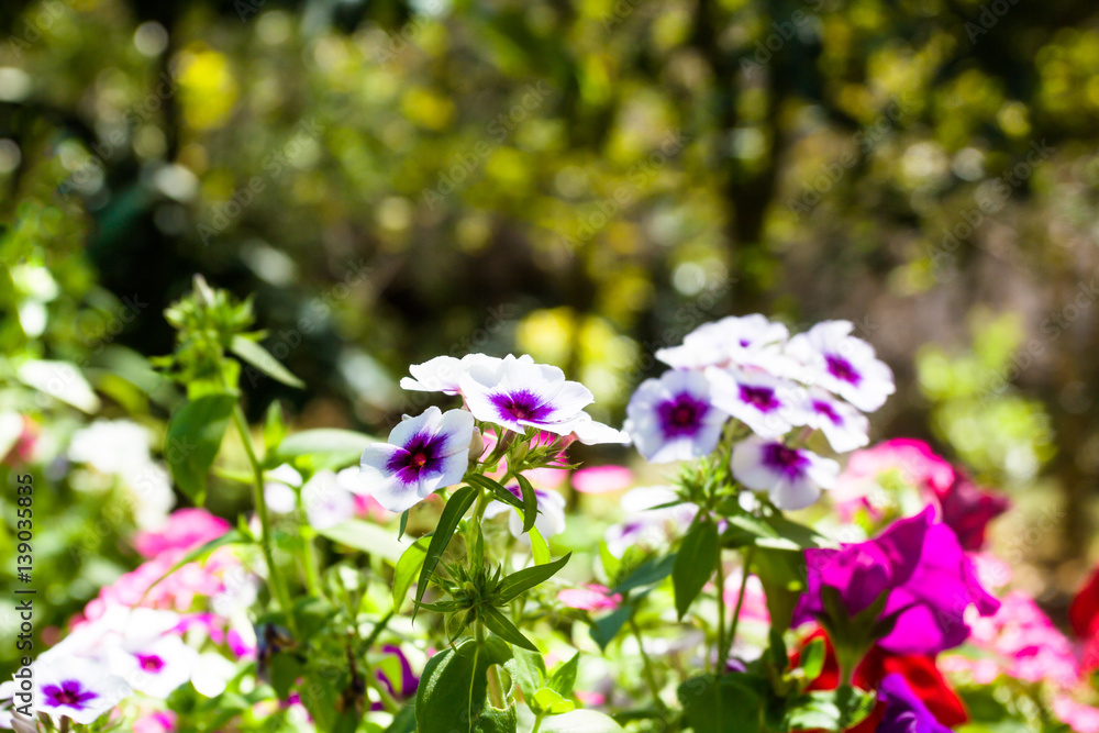 the white and purple flower in the garden with sunlight the white and purple flower in the garden with sunlight