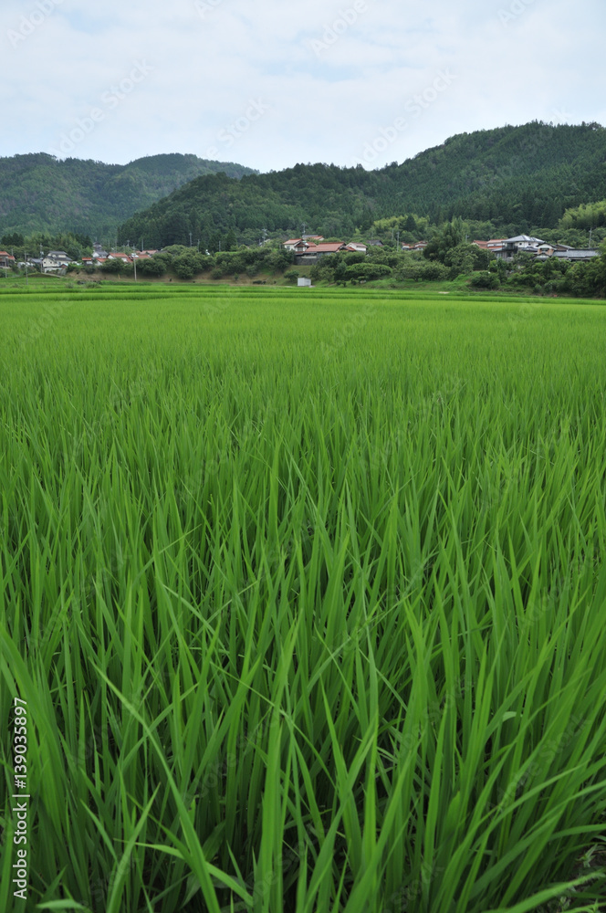 稲作文化