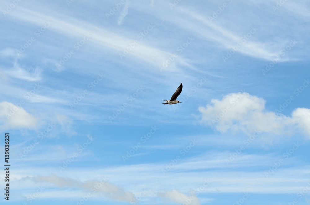 Fototapeta premium A beautiful white bird is flying in blue sky background