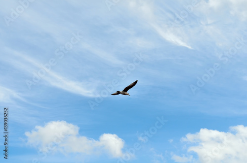 A beautiful white bird is flying in blue sky background