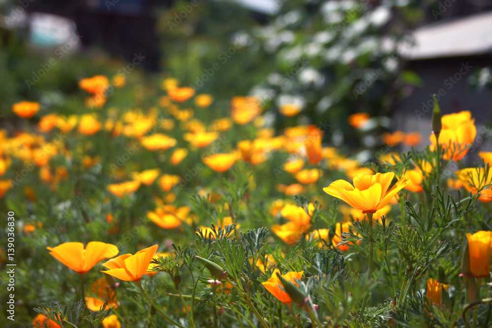 Fototapeta premium escholzia, summer flowers, yellow escholzia, a field of yellow flowers, summer flowering meadow, hot summer, colors summer, summer herbs