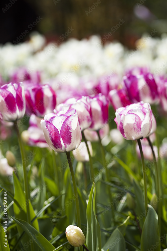 Spring tulips in the garden, spring blossom Spring tulips in the garden, spring blossom