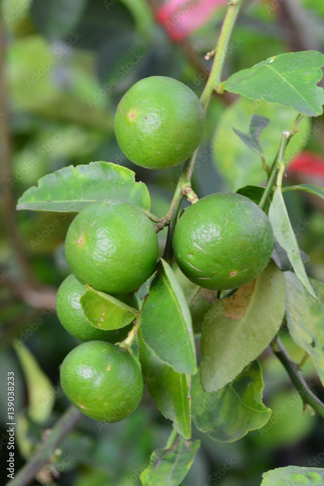 Lime green hanging on tree Lime green hanging on tree