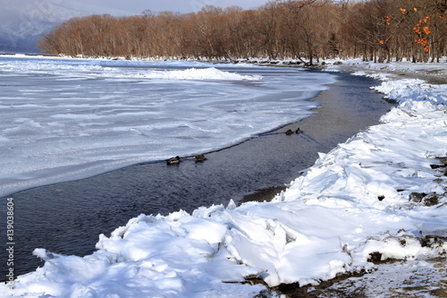 Of the swan that has been blocked by ice lake Kussharo photo