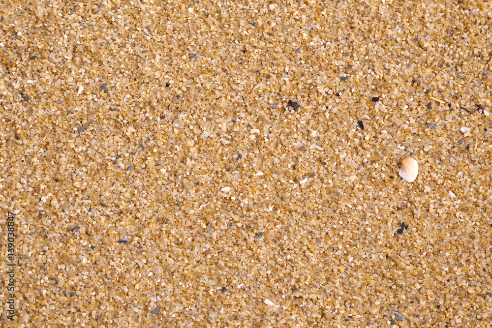 Small shell on wet sand Small shell on wet sand