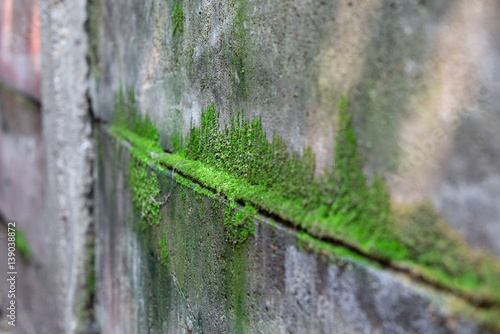 벽에서 자라난 이끼풀
