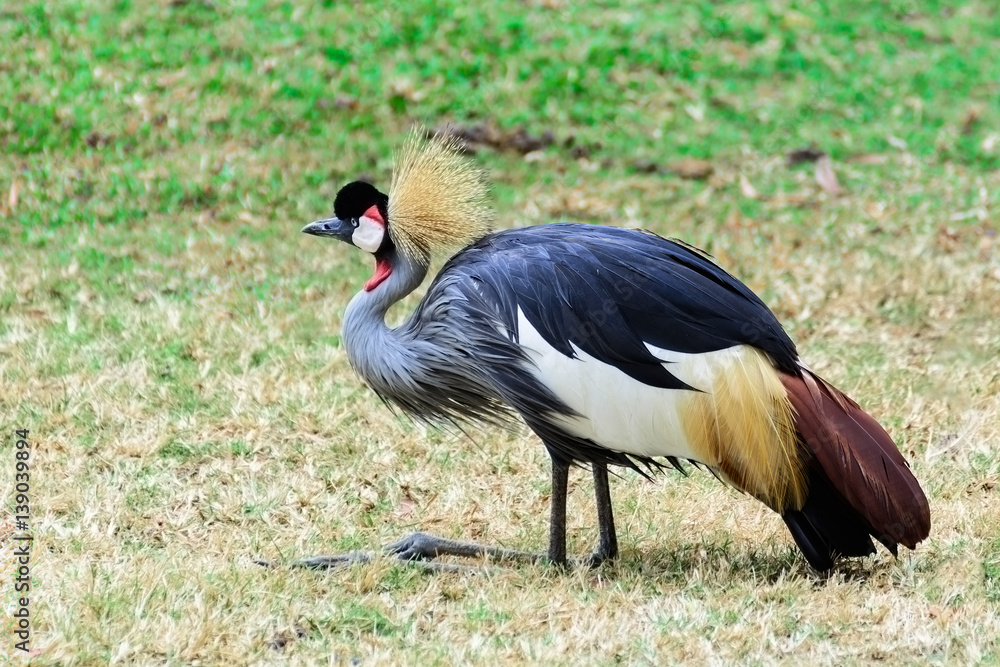 Fototapeta premium Grey crowned crane.