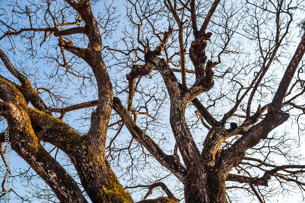 Sky and tree on nature. Sky and tree on nature.