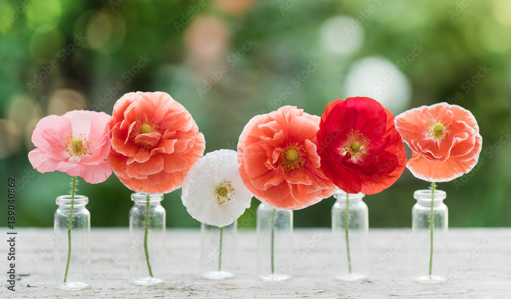 poppy flowers