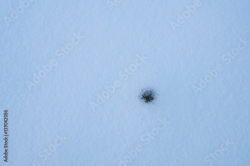 small flower emerging from snow in winter