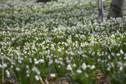 photographer takes pictures snowdrops. snowdrops in flower in early Spring in an ancient forest