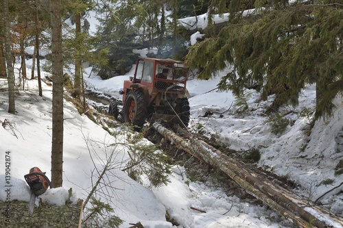 Skidding timber / Tractor is skidding cut trees out of the forest. photo