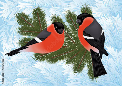 Bullfinch birds on fir tree branches