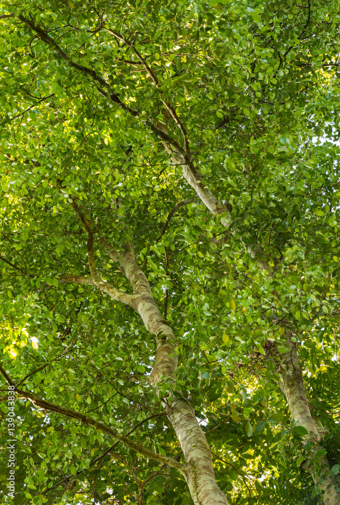 Obraz premium Thymelaeaceae tree raw material for making perfume