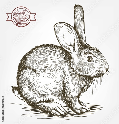 sketch of rabbit drawn by hand. animal husbandry