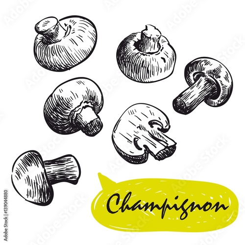 champignon sketches. harvesting photo