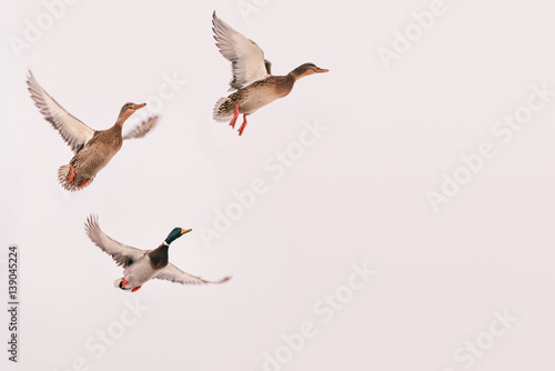 three wild ducks flying in the sky (hunting bird), isolated background