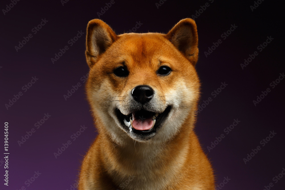 Close-up Portrait of head Shiba inu Dog, Looks Happy, purple Background, Front view