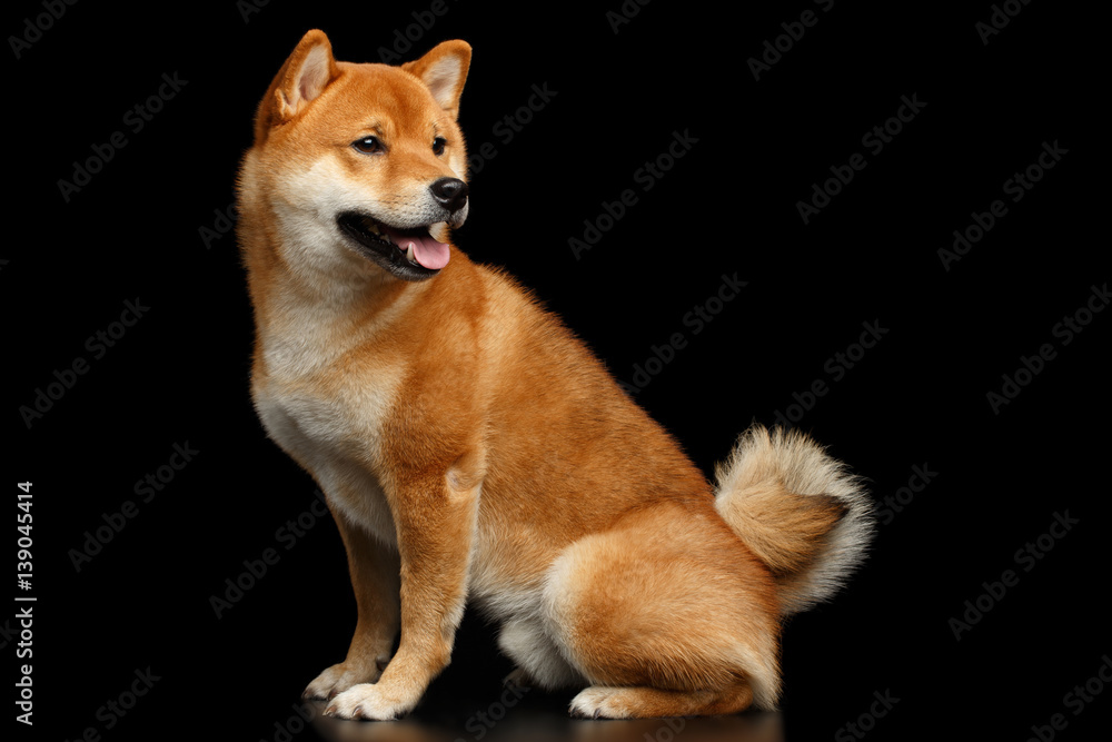 Furry Red Shiba inu Dog Sitting and Looking back on Isolated Black Background, Side view
