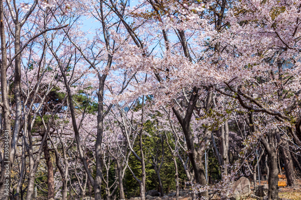 chinhae chinhae