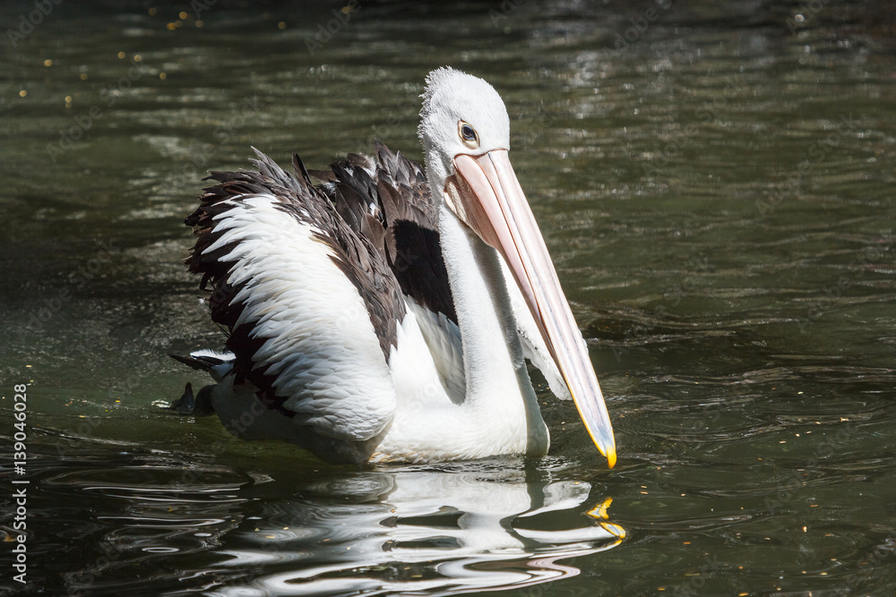 Closeup of pelican swimming in the pool, Bali island, Indonesia Closeup of pelican swimming in the pool, Bali island, Indonesia
