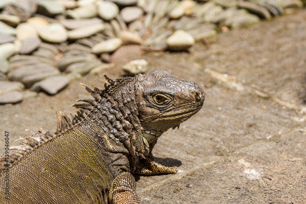 Fototapeta premium Iguana on Bali island, Indonesia