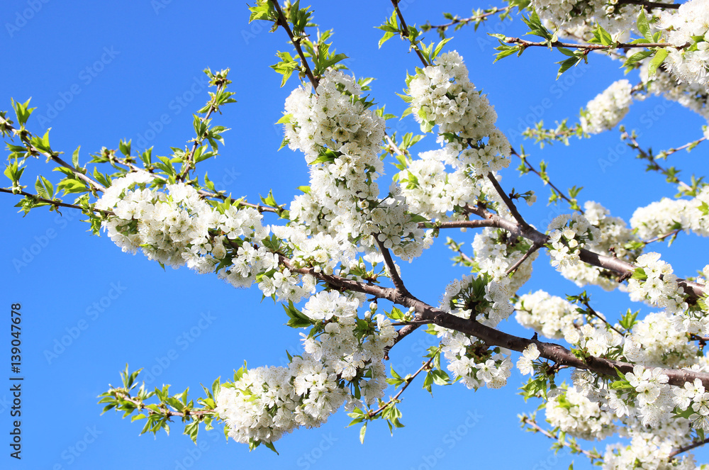 Flowering cherry in spring garden at blue sky background.