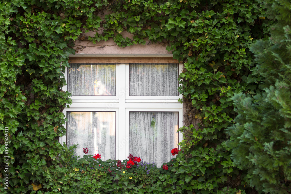 The white window in green garden. English garden cottage with old white windows.
