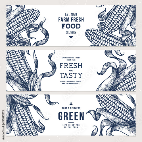Corn on the cob vintage banners collection. Botanical corn. Vector illustration