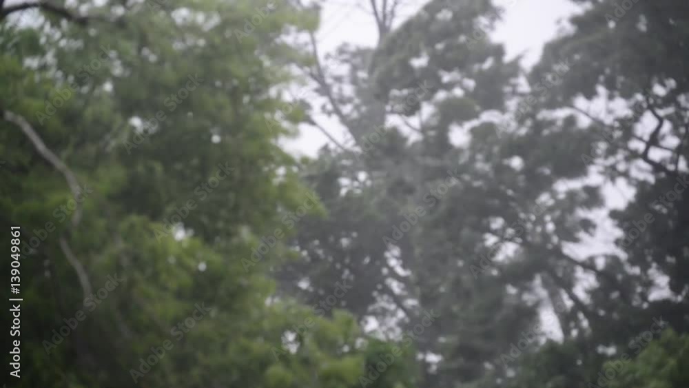 Hurricane winds and rain in summer Hurricane winds and rain in summer