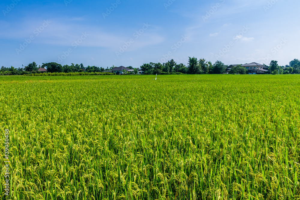 Thai agriculture Thai agriculture