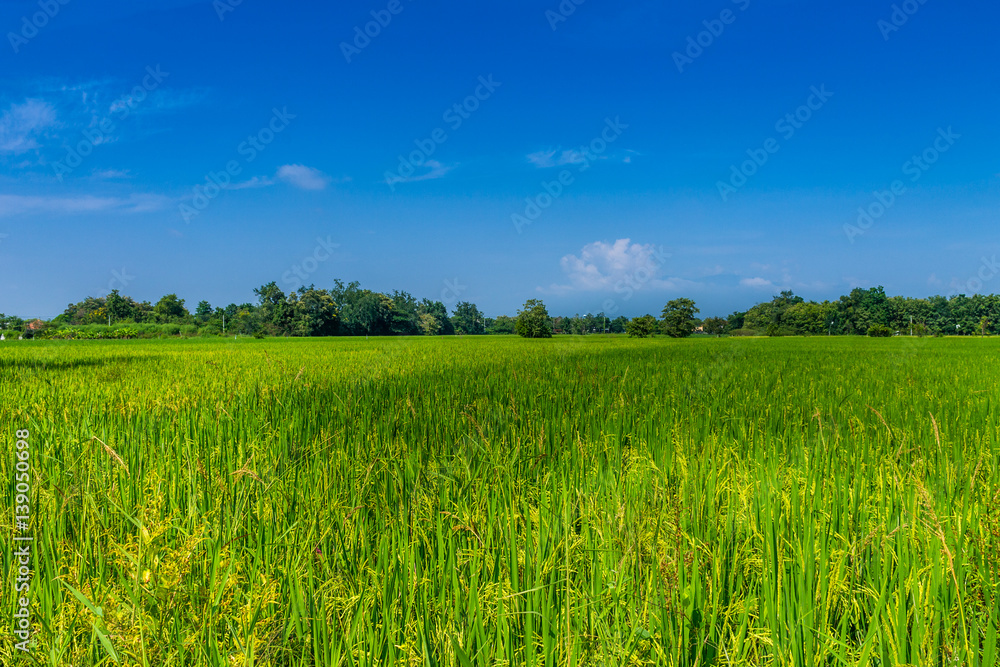 Thai agriculture