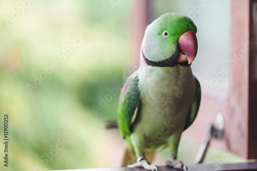 Portrait of Ringnecked Parakeet photo