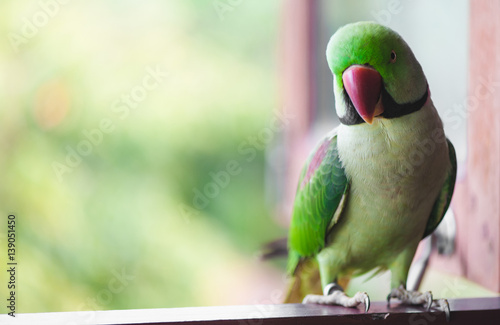 Portrait of Ringnecked Parakeet photo