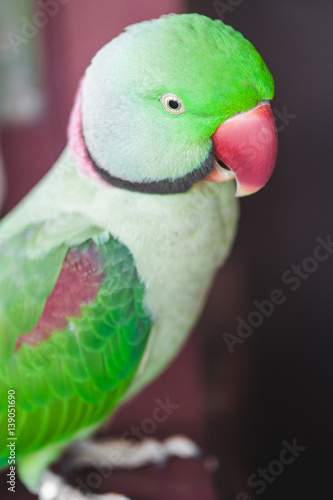 Portrait of Ringnecked Parakeet photo