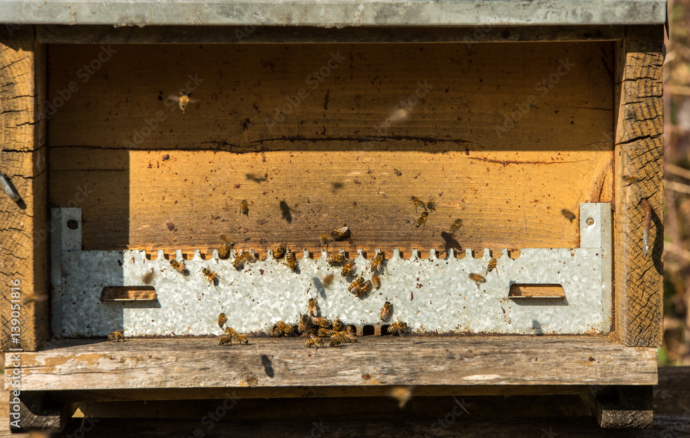 Working bees near bee keep Working bees near bee keep