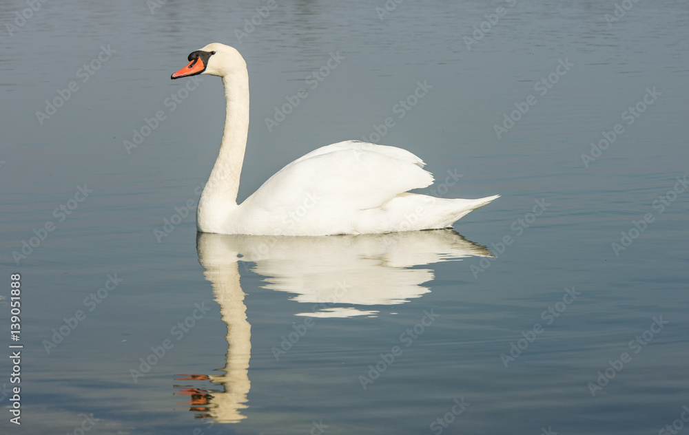 Beautiful white swan in the lake Beautiful white swan in the lake