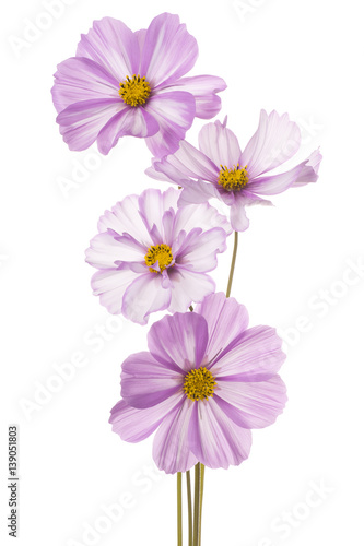 cosmos flower isolated