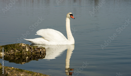 Beautiful white swan in the lake