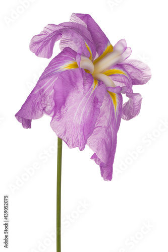 Fototapeta Naklejka Na Ścianę i Meble -  iris flower isolated