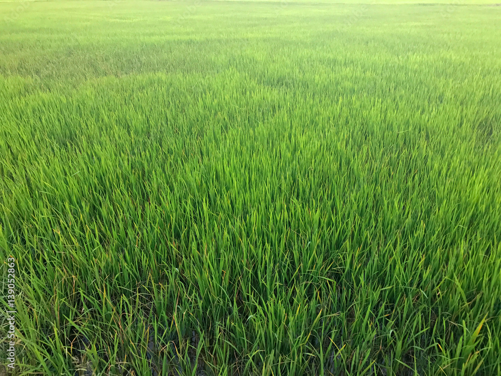 Background with green growth rice on farm of thailand Background with green growth rice on farm of thailand
