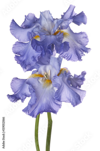 Fototapeta Naklejka Na Ścianę i Meble -  iris flower isolated
