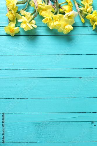 Border from yellow narcissus or daffodil flowers on aquamarine  wooden background.