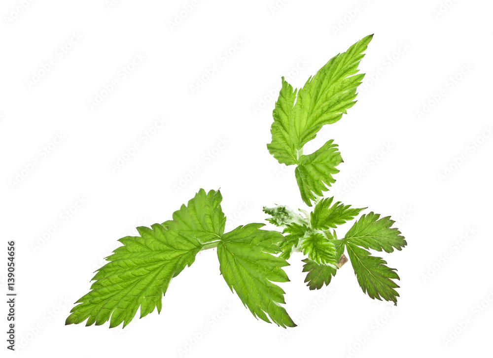 Raspberry green leaves isolated on white background Raspberry green leaves isolated on white background