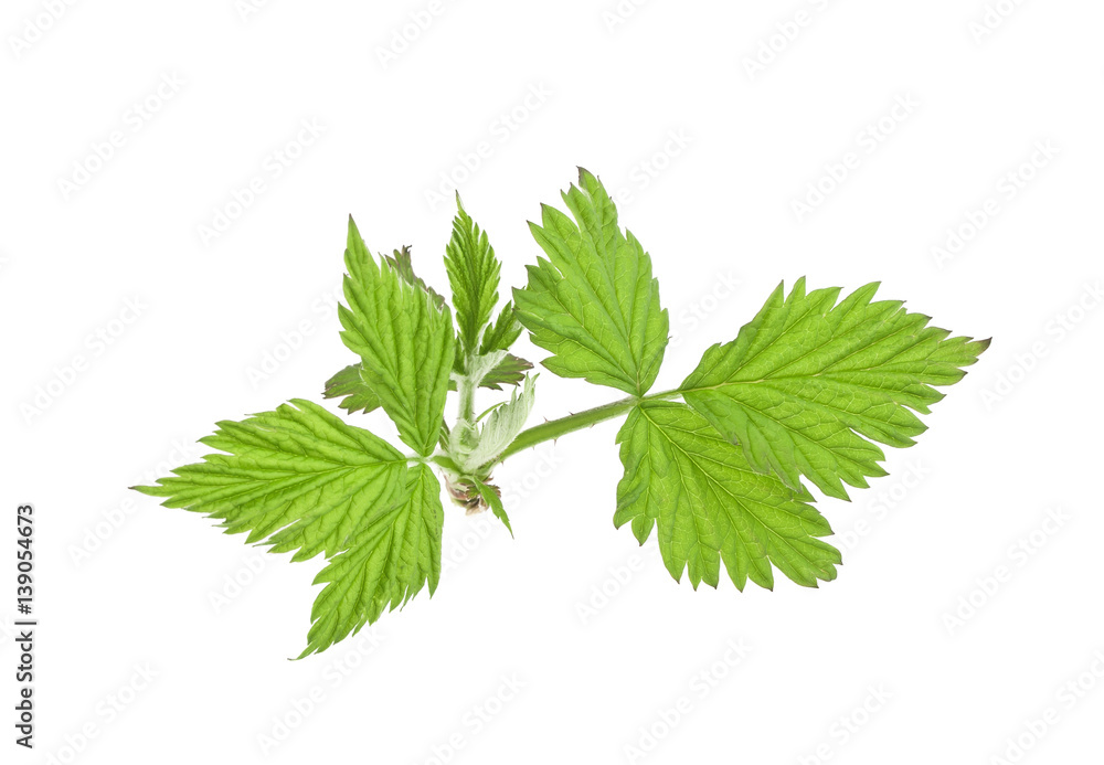 Raspberry green leaves isolated on white background Raspberry green leaves isolated on white background