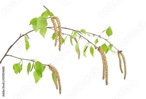 Young birch branch on a white background
