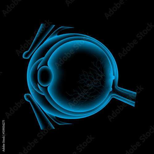 Ocular ultrasound, eye anatomy scan
